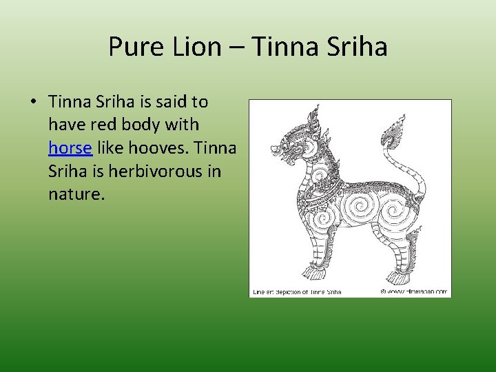 Pure Lion – Tinna Sriha • Tinna Sriha is said to have red body