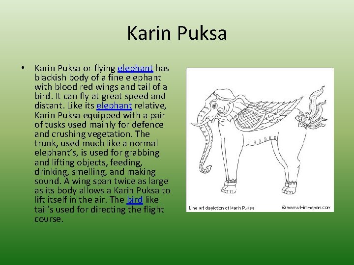 Karin Puksa • Karin Puksa or flying elephant has blackish body of a fine