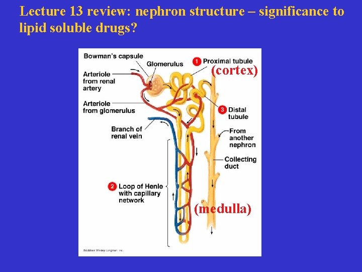 Lecture 13 review: nephron structure – significance to lipid soluble drugs? (cortex) (medulla) 