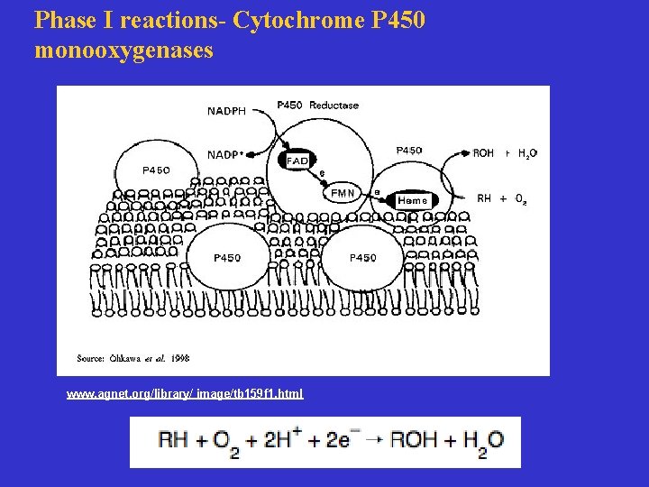 Phase I reactions- Cytochrome P 450 monooxygenases www. agnet. org/library/ image/tb 159 f 1.