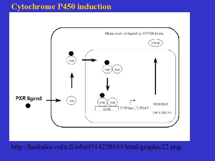 Cytochrome P 450 induction http: //herkules. oulu. fi/isbn 9514258649/html/graphic 22. png 