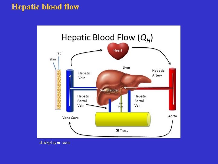 Hepatic blood flow slideplayer. com 