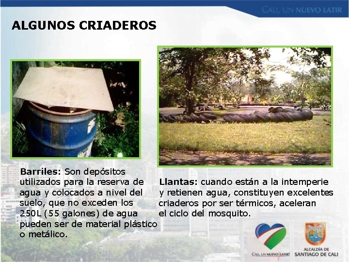 ALGUNOS CRIADEROS Barriles: Son depósitos utilizados para la reserva de Llantas: cuando están a