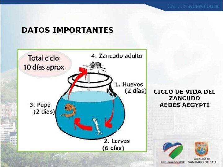 DATOS IMPORTANTES CICLO DE VIDA DEL ZANCUDO AEDES AEGYPTI 