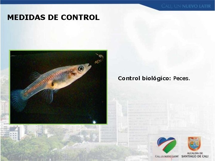 MEDIDAS DE CONTROL Control biológico: Peces. 