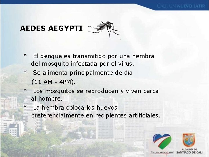 AEDES AEGYPTI * * El dengue es transmitido por una hembra del mosquito infectada