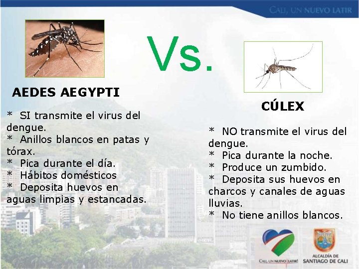 Vs. AEDES AEGYPTI * SI transmite el virus del dengue. * Anillos blancos en