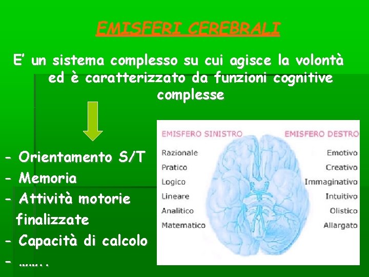 EMISFERI CEREBRALI E’ un sistema complesso su cui agisce la volontà ed è caratterizzato EMISFERI CEREBRALI E’ un sistema complesso su cui agisce la volontà ed è caratterizzato