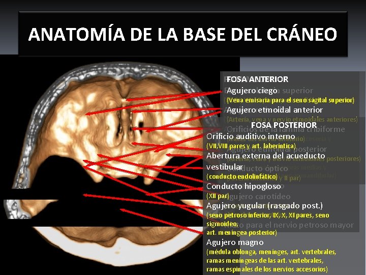 ANATOMÍA DE LA BASE DEL CRÁNEO FOSAMEDIA ANTERIOR FOSA Agujero ciego superior Fisura orbitaria