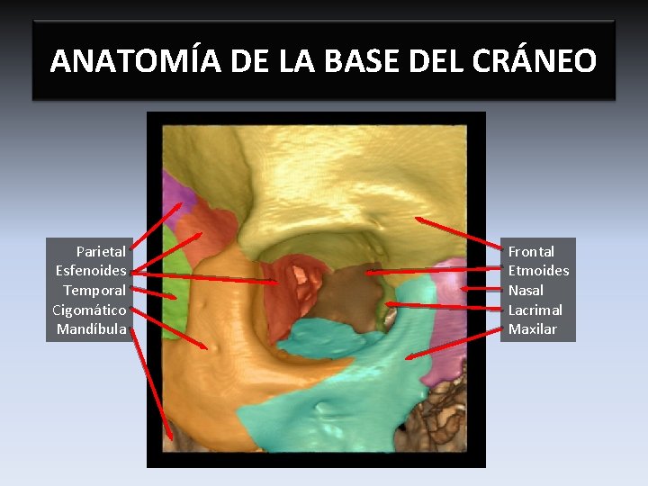 ANATOMÍA DE LA BASE DEL CRÁNEO Parietal Esfenoides Temporal Cigomático Mandíbula Frontal Etmoides Nasal