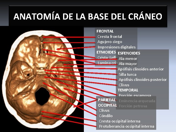 ANATOMÍA DE LA BASE DEL CRÁNEO FRONTAL Cresta frontal Agujero ciego Impresiones digitales ETMOIDES