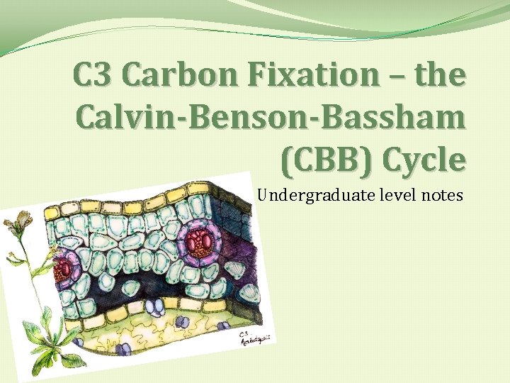 C 3 Carbon Fixation – the Calvin-Benson-Bassham (CBB) Cycle Undergraduate level notes 
