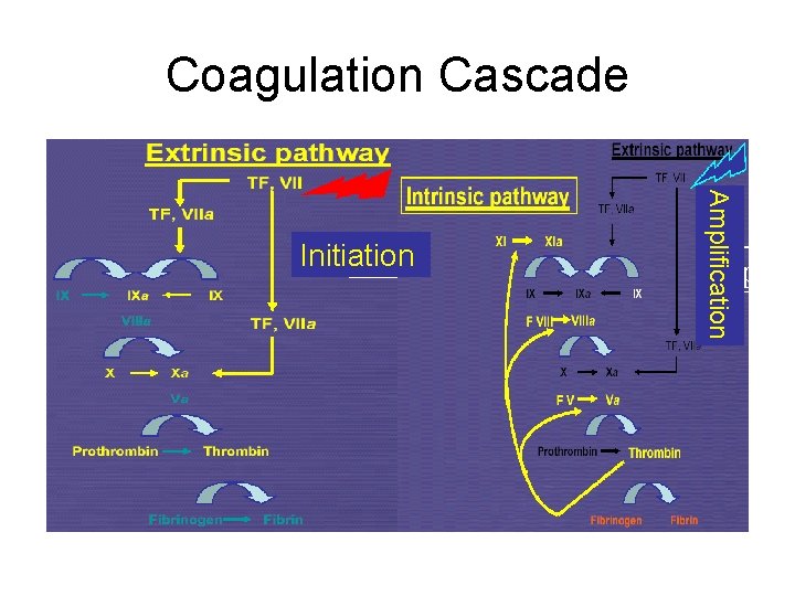 Coagulation Cascade Amplification Initiation 