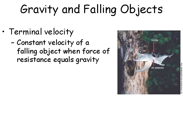 Gravity and Falling Objects • Terminal velocity – Constant velocity of a falling object