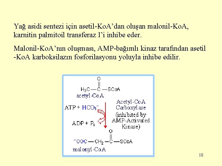Yağ asidi sentezi için asetil-Ko. A’dan oluşan malonil-Ko. A, karnitin palmitoil transferaz I’i inhibe