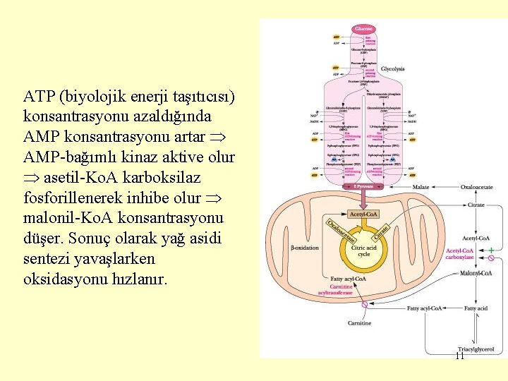 ATP (biyolojik enerji taşıtıcısı) konsantrasyonu azaldığında AMP konsantrasyonu artar AMP-bağımlı kinaz aktive olur asetil-Ko.