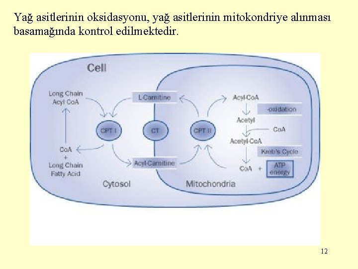 Yağ asitlerinin oksidasyonu, yağ asitlerinin mitokondriye alınması basamağında kontrol edilmektedir. 12 