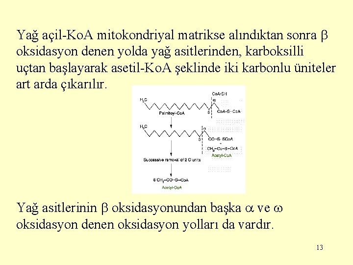 Yağ açil-Ko. A mitokondriyal matrikse alındıktan sonra oksidasyon denen yolda yağ asitlerinden, karboksilli uçtan