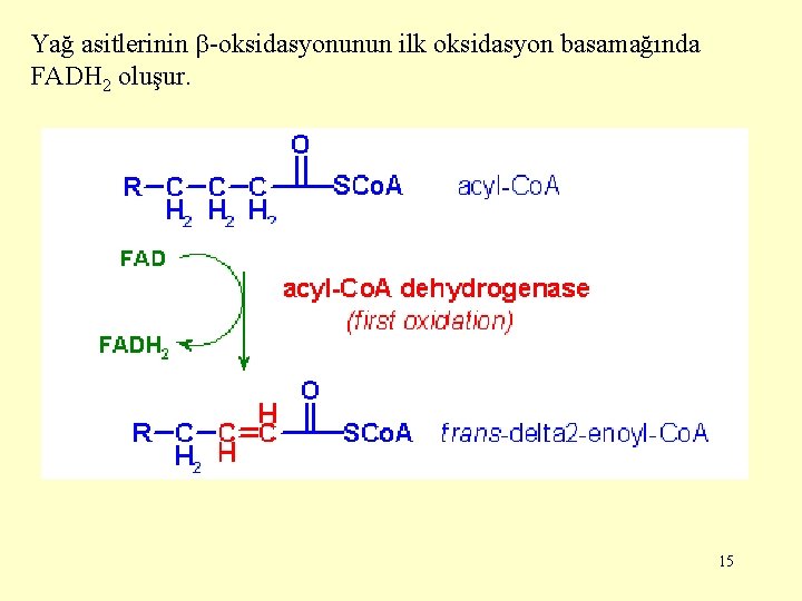 Yağ asitlerinin -oksidasyonunun ilk oksidasyon basamağında FADH 2 oluşur. 15 