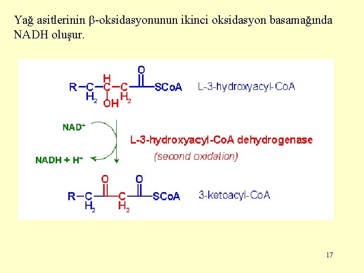 Yağ asitlerinin -oksidasyonunun ikinci oksidasyon basamağında NADH oluşur. 17 