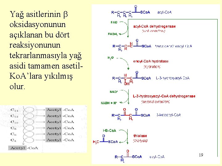 Yağ asitlerinin oksidasyonunun açıklanan bu dört reaksiyonunun tekrarlanmasıyla yağ asidi tamamen asetil. Ko. A’lara