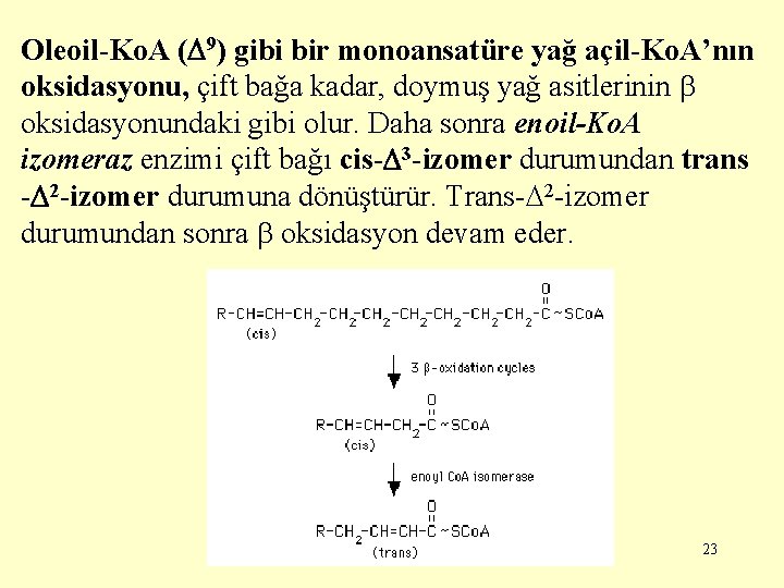 Oleoil-Ko. A ( 9) gibi bir monoansatüre yağ açil-Ko. A’nın oksidasyonu, çift bağa kadar,