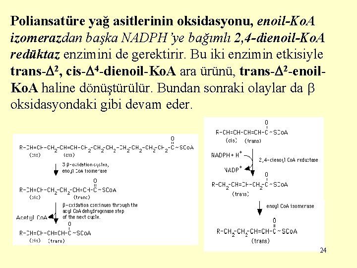 Poliansatüre yağ asitlerinin oksidasyonu, enoil-Ko. A izomerazdan başka NADPH’ye bağımlı 2, 4 -dienoil-Ko. A
