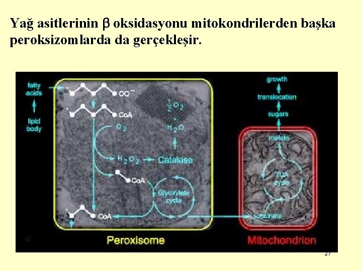 Yağ asitlerinin oksidasyonu mitokondrilerden başka peroksizomlarda da gerçekleşir. 27 