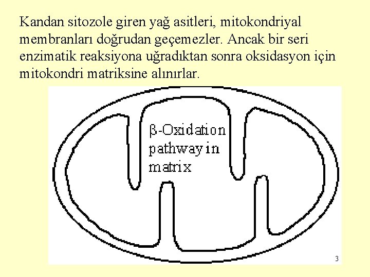 Kandan sitozole giren yağ asitleri, mitokondriyal membranları doğrudan geçemezler. Ancak bir seri enzimatik reaksiyona