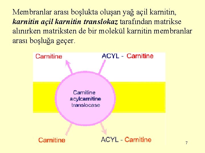 Membranlar arası boşlukta oluşan yağ açil karnitin, karnitin açil karnitin translokaz tarafından matrikse alınırken