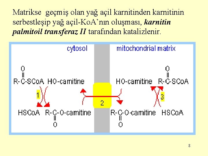 Matrikse geçmiş olan yağ açil karnitinden karnitinin serbestleşip yağ açil-Ko. A’nın oluşması, karnitin palmitoil