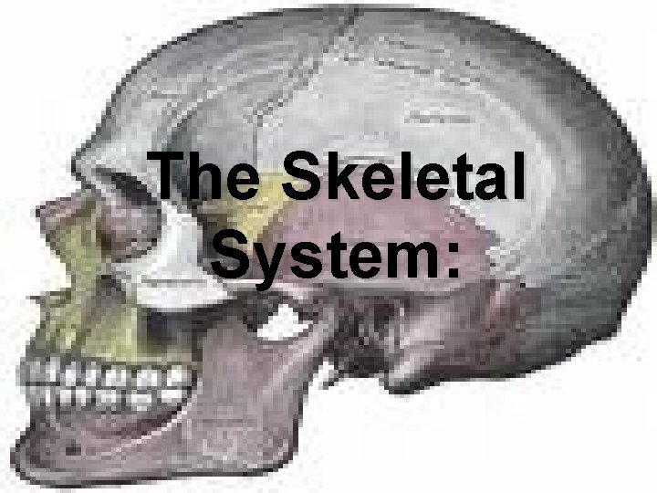 The Skeletal System: 