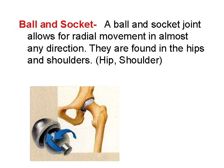 Ball and Socket-  A ball and socket joint allows for radial movement in almost