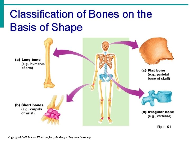 Classification of Bones on the Basis of Shape Figure 5. 1 Copyright © 2003