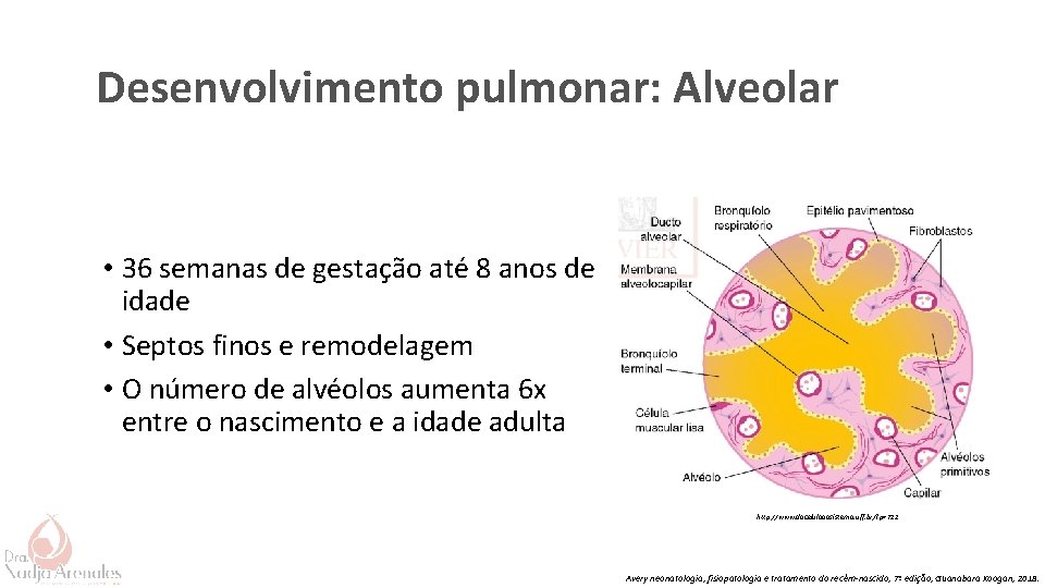 Desenvolvimento pulmonar: Alveolar • 36 semanas de gestação até 8 anos de idade •