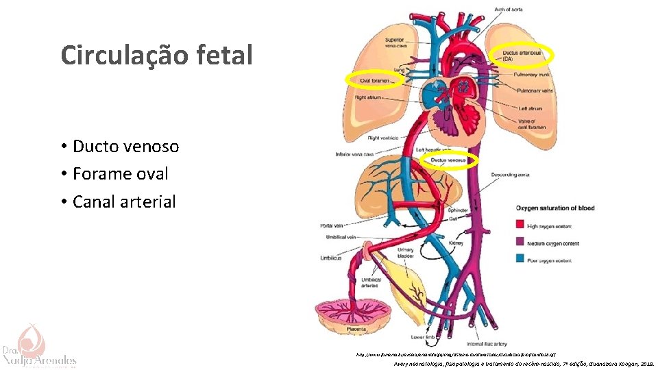Circulação fetal • Ducto venoso • Forame oval • Canal arterial http: //www. famema.
