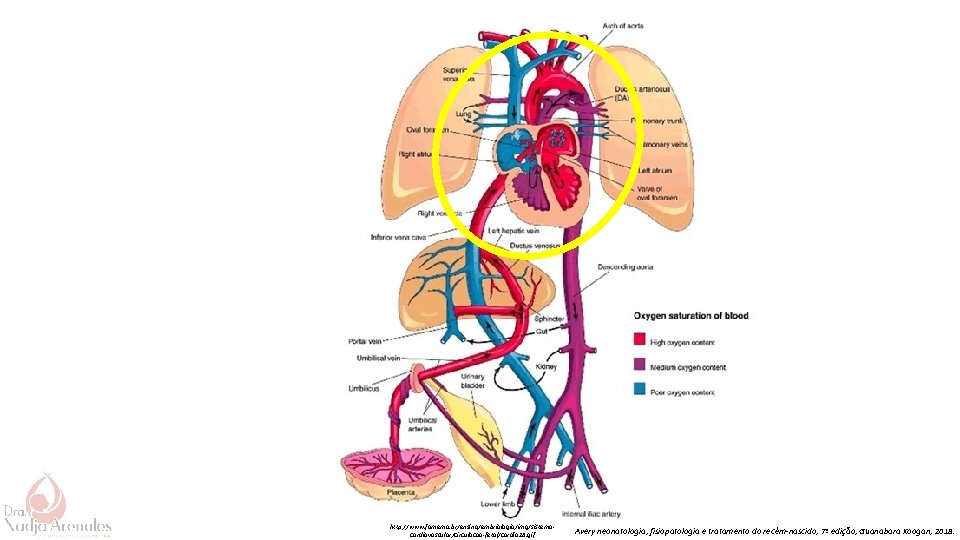 http: //www. famema. br/ensino/embriologia/img/sistemacardiovascular/circulacao-fetal/cardio 28. gif Avery neonatologia, fisiopatologia e tratamento do recém-nascido, 7ª