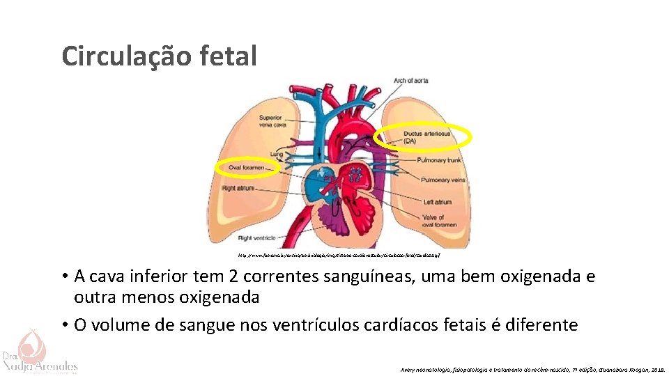 Circulação fetal http: //www. famema. br/ensino/embriologia/img/sistema-cardiovascular/circulacao-fetal/cardio 28. gif • A cava inferior tem 2