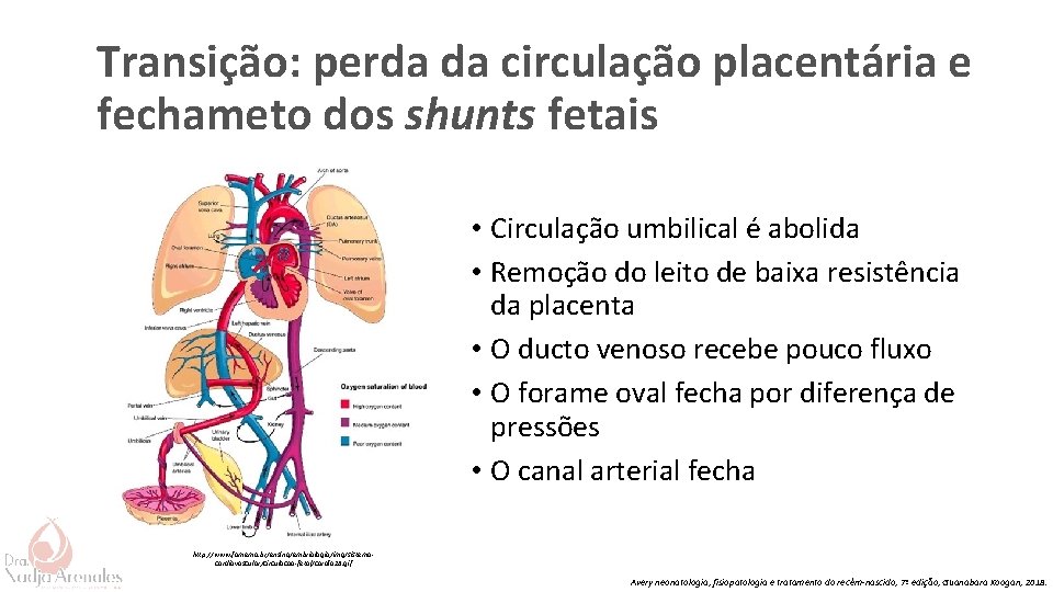 Transição: perda da circulação placentária e fechameto dos shunts fetais • Circulação umbilical é