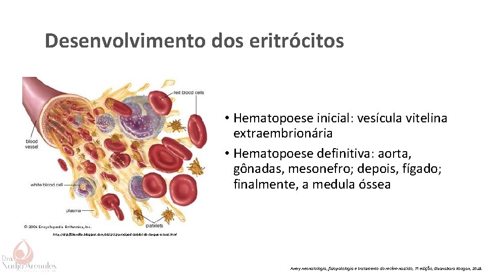 Desenvolvimento dos eritrócitos • Hematopoese inicial: vesícula vitelina extraembrionária • Hematopoese definitiva: aorta, gônadas,