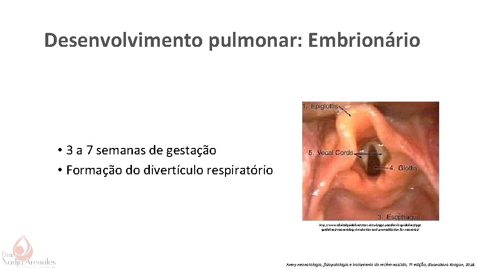 Desenvolvimento pulmonar: Embrionário • 3 a 7 semanas de gestação • Formação do divertículo
