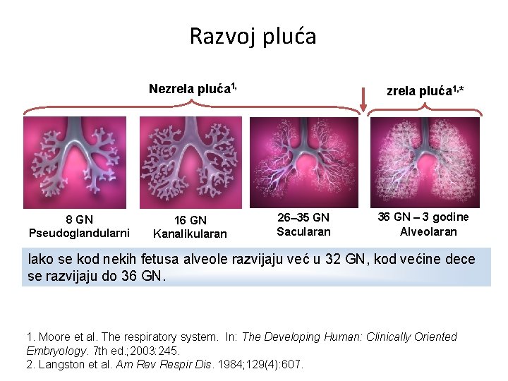 Razvoj pluća Nezrela pluća 1, 8 GN Pseudoglandularni 16 GN Kanalikularan zrela pluća 1,