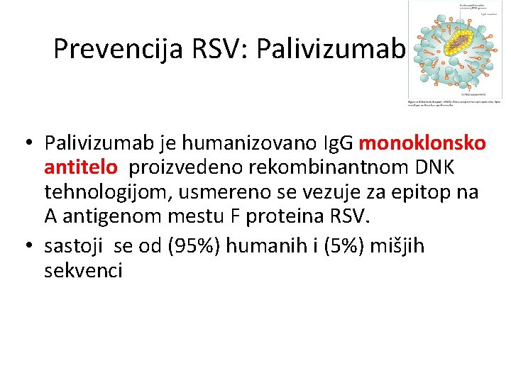 Prevencija RSV: Palivizumab • Palivizumab je humanizovano Ig. G monoklonsko antitelo proizvedeno rekombinantnom DNK
