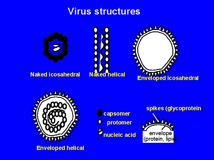 Virus structures Naked icosahedral Naked helical capsomer Enveloped icosahedral spikes (glycoprotein) protomer nucleic acid