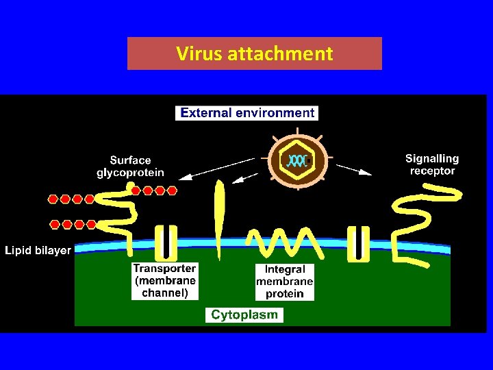 Virus attachment 