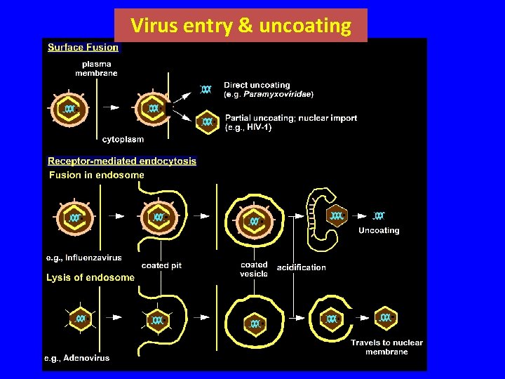 Virus entry & uncoating 