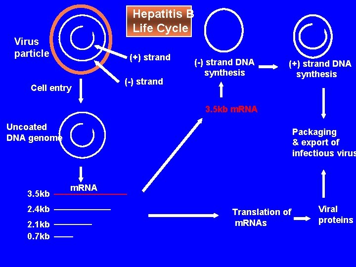 Hepatitis B Life Cycle Virus particle (+) strand Cell entry (-) strand DNA synthesis