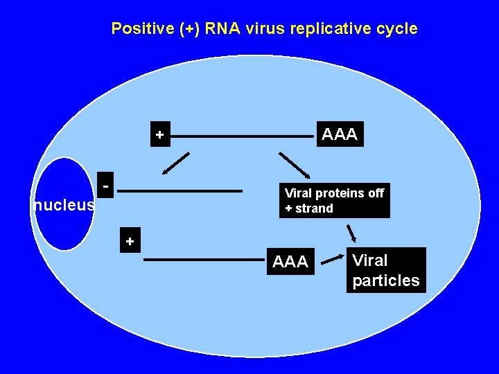 Positive (+) RNA virus replicative cycle + - AAA Viral proteins off + strand