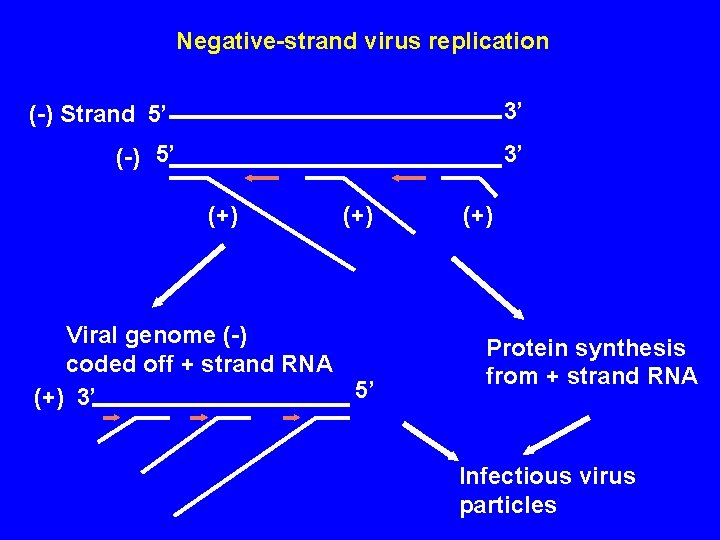 Negative-strand virus replication 3’ (-) Strand 5’ (-) 5’ 3’ (+) Viral genome (-)