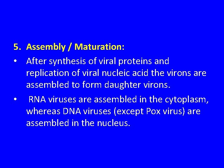 5. Assembly / Maturation: • After synthesis of viral proteins and replication of viral